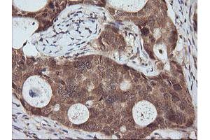 Image no. 2 for anti-Ras Association (RalGDS/AF-6) Domain Family (N-terminal) Member 8 (RASSF8) antibody (ABIN1500618) (RASSF8 antibody)
