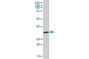 ANXA4 MaxPab polyclonal antibody. (Annexin IV antibody  (AA 1-321))