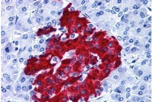 Anti-GPR82 antibody  ABIN1048879 IHC staining of human pancreas. (GPR82 antibody  (Cytoplasmic Domain))