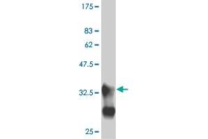 Western Blot detection against Immunogen (33. (MEF2B antibody  (AA 165-235))