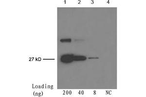 Lane 1-3: 200 ng, 40 ng, 8 ng GFP fusion proteinDetection antibody: Mouse Anti-cGFP-tag Monoclonal Antibody (ABIN398417) The Western blot was performed using One-Step WesternTM Basic Kit (ABIN491503) with 4 µg of the antibody added to 4 mL WB solution. (GFP antibody)