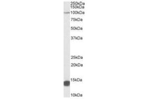 Antibody (0. (TRIM71 antibody  (Internal Region))