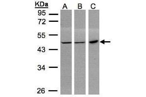 Western Blotting (WB) image for anti-Phosphogluconate Dehydrogenase (PGD) antibody (ABIN2855133)