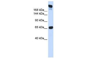 Western Blotting (WB) image for anti-SI antibody (ABIN2458898) (SI antibody)