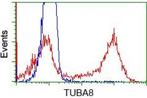 Image no. 1 for anti-Tubulin, alpha 8 (TUBA8) antibody (ABIN1501561) (TUBA8 antibody)