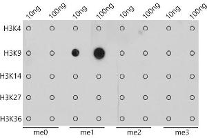 Dot-blot analysis of all sorts of peptides using MonoMethyl-Histone H3-K9 antibody (ABIN7267685) at 1:1000 dilution. (Histone 3 antibody  (H3K9me))