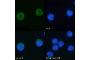 Immunofluorescence staining of fixed mouse splenocytes with anti-PD-1H antibody MH5A. (Recombinant VISTA antibody)