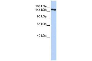WB Suggested Anti-ZNF236 Antibody Titration:  0.