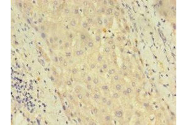 DUSP26 antibody  (AA 1-211)