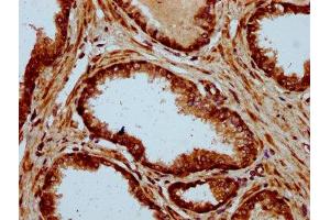 ADAM29 antibody  (AA 701-820)
