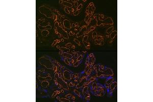 Immunofluorescence analysis of human placenta using CD31/PEC Rabbit mAb (ABIN7269407) at dilution of 1:100 (40x lens). (CD31 antibody)