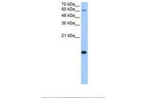 Image no. 1 for anti-Polymerase (RNA) II (DNA Directed) Polypeptide H (POLR2H) (AA 51-100) antibody (ABIN321498)