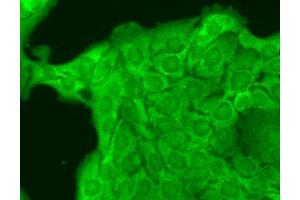 Immunocytochemistry/Immunofluorescence analysis using Mouse Anti-Nav1. (Nav1.8 antibody  (AA 1724-1956) (Biotin))