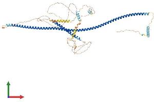 AlphaFold protein structure predicition of Human Recombinant CCDC27 Protein, UniprotID Q2M243 (CCDC27 Protein (AA 1-656) (His tag))