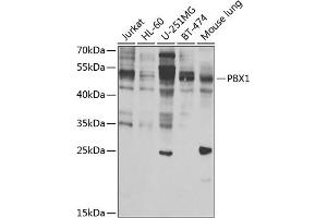 Western blot analysis of extracts of various cell lines, using PBX1 antibody (ABIN6129765, ABIN6145269, ABIN6145270 and ABIN6223473) at 1:1000 dilution. (PBX1 antibody  (AA 311-430))