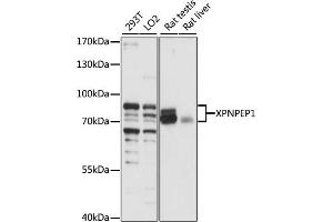 Western blot analysis of extracts of various cell lines, using XPNPEP1 antibody (ABIN7271401) at 1:1000 dilution. (XPNPEP1 antibody  (AA 44-240))