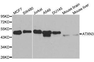 Western blot analysis of extracts of various cell lines, using ATXN3 antibody. (Ataxin 3 antibody  (AA 1-364))