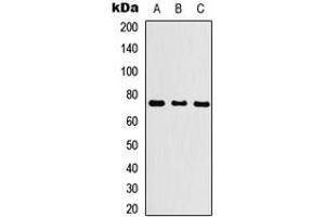 Western blot analysis of KLHL29 expression in HEK293T (A), NS-1 (B), PC12 (C) whole cell lysates. (KLHL29 antibody  (Center))