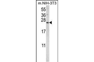 Western blot analysis in mouse NIH-3T3 cell line lysates (35ug/lane). (SNX24 antibody  (N-Term))