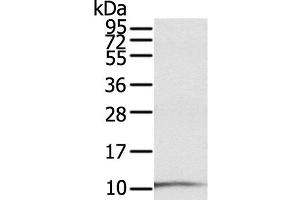 Western Blot analysis of A431 cell using S100P Polyclonal Antibody at dilution of 1:600 (S100P antibody)