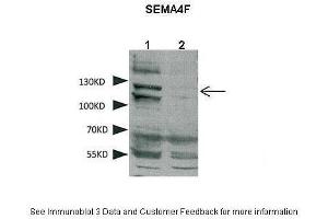 Lanes:   1. (SEMA4F antibody  (N-Term))