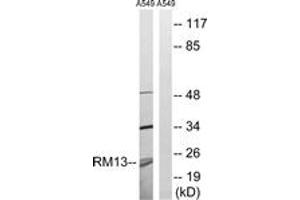 Western blot analysis of extracts from A549 cells, using MRPL13 Antibody. (MRPL13 antibody  (AA 121-170))