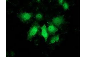 Anti-PNMT mouse monoclonal antibody (ABIN2454538) immunofluorescent staining of COS7 cells transiently transfected by pCMV6-ENTRY PNMT (RC206586). (PNMT antibody)