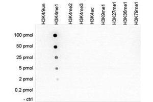 Cross reactivity test using the Histone H3 (K4me1) antibody. (HIST1H3A antibody  (meLys4))