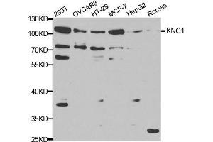 Western blot analysis of extracts of various cell lines, using KNG1 antibody. (KNG1 antibody  (AA 148-427))