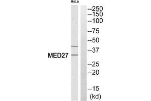 Western Blotting (WB) image for anti-Mediator Complex Subunit 27 (MED27) (Internal Region) antibody (ABIN1852474) (MED27 antibody  (Internal Region))