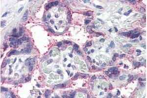 ABIN185524 (5µg/ml) staining of paraffin embedded Human Placenta. (NOTCH3 antibody  (C-Term))