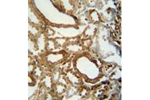 Immunohistochemistry analysis in formalin fixed and paraffin embedded human kidney tissue reacted with INSC Antibody (C-term) followed by peroxidase conjugation of the secondary antibody and DAB staining.