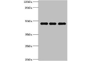 Western blot All lanes: Phosphatidylinositol 5-phosphate 4-kinase type-2 beta antibody at 10 μg/mL Lane 1: Hela whole cell lysate Lane 2: MCF-7 whole cell lysate Lane 3: 293T whole cell lysate Secondary Goat polyclonal to rabbit IgG at 1/10000 dilution Predicted band size: 48, 33 kDa Observed band size: 48 kDa (PIP4K2B antibody  (AA 1-270))