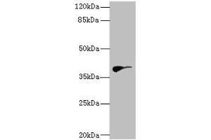 Western blot All lanes: DHDDSantibody at 2. (DHDDS antibody  (AA 1-333))