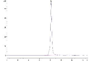 The purity of Human OSCAR is greater than 95 % as determined by SEC-HPLC. (OSCAR Protein (AA 19-229) (Fc Tag))