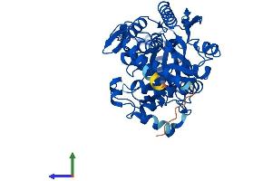 Protein Structure (PS) image for Carnosine Dipeptidase 1 (Metallopeptidase M20 Family) (CNDP1) (AA 1-492) protein (His tag) (ABIN7558897)