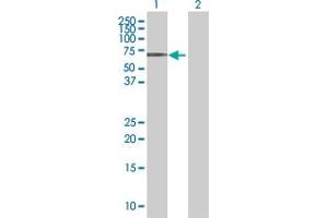 Western Blot analysis of MITF expression in transfected 293T cell line by MITF MaxPab polyclonal antibody. (MITF antibody  (AA 1-520))