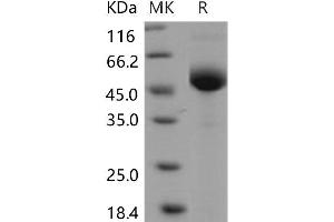 Western Blotting (WB) image for Lymphocyte Antigen 96 (LY96) protein (Fc Tag) (ABIN7320047) (LY96 Protein (Fc Tag))
