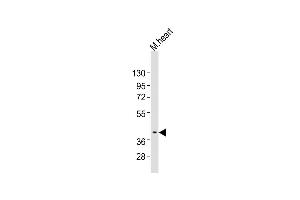 Anti-Bmi1 Antibody (Center)at 1:2000 dilution + mouse heart lysates Lysates/proteins at 20 μg per lane. (BMI1 antibody  (AA 109-143))