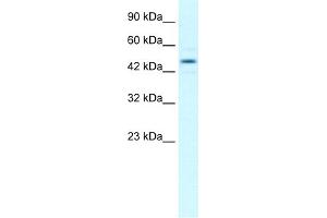 WB Suggested Anti-TCEB1 Antibody Titration:  1. (TCEB1 antibody  (Middle Region))