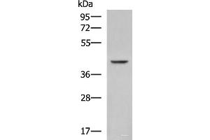 Western blot analysis of Mouse heart tissue lysate using FBXO32 Polyclonal Antibody at dilution of 1:850