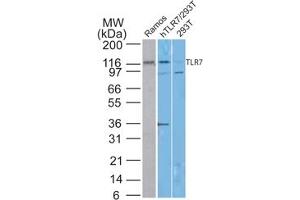 Image no. 1 for anti-Toll-Like Receptor 7 (TLR7) (AA 562-839) antibody (ABIN959987) (TLR7 antibody  (AA 562-839))