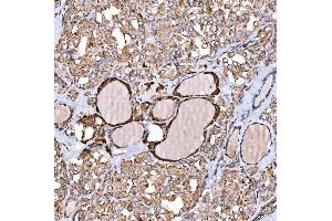 IHC analysis of NLRX1 using anti-NLRX1 antibody (ABIN7602716). (NLRX1 antibody  (AA 98-874))