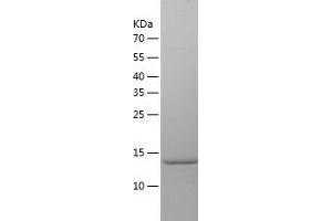 Western Blotting (WB) image for Interleukin 17F (IL17F) (AA 28-161) protein (His tag) (ABIN7123562) (IL17F Protein (AA 28-161) (His tag))