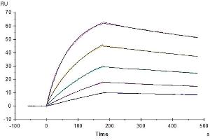 Biotinylated Human Fc gamma RI, His-Avi Tag captured on CM5 Chip via Anti-His Antibody can bind Trastuzumab with an affinity constant of 0.