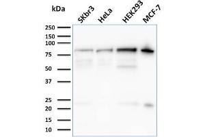 Western Blot Analysis of SKBr-3, HeLa, HEK293, MCF-7 cell lysates using Ezrin Mouse Monoclonal Antibody (CPTC-Ezrin-1). (Ezrin antibody)