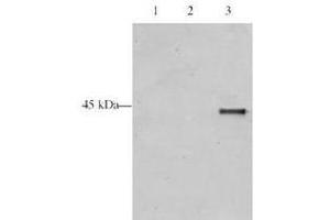 Western blot analysis is shown using  Affinity Purified anti-p28 ING5 antibody to detect over expressed Human ING5 present in HeLa cell nuclear extracts. (ING5 antibody  (AA 127-140))