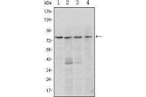 Western Blot showing PRDM1 antibody used against Raji (1, 2), L1210 (3) and TPH-1 (4) cell lysate.