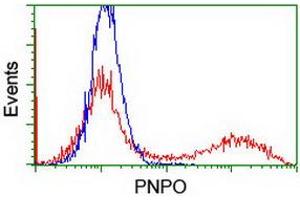 HEK293T cells transfected with either RC200133 overexpress plasmid (Red) or empty vector control plasmid (Blue) were immunostained by anti-PNPO antibody (ABIN2454781), and then analyzed by flow cytometry. (PNPO antibody)