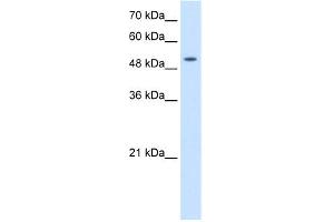 WB Suggested Anti-SLC41A2 Antibody Titration:  2. (SLC41A2 antibody  (N-Term))